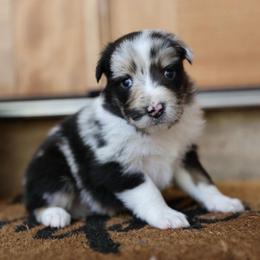MAGIC - Blue merle male Australian Shepherd puppy in Star City, Arkansas from Blush & Lace Aussie Co.