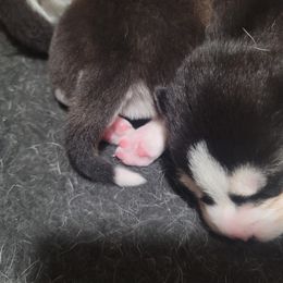 Siberian Husky Puppies from Anuun's Huskies