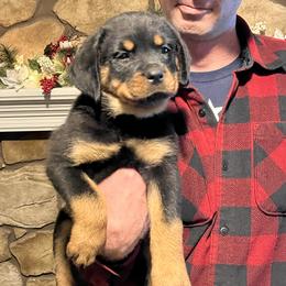 Rottweiler Puppies from Vom Arnold-Hause Rottweilers