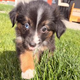Joan - Black tri female Miniature Australian Shepherd puppy in Reno, Nevada from Battle Born Mini Aussies
