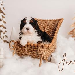 Juniper - Tri-color female Bernedoodle puppy in Grants Pass, Oregon from Royal Empire Bernedoodles