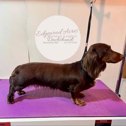 Coco - Dachshund