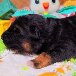 Orange Collar - Male - Black and red male German Shepherd puppy in Charlotte, North Carolina from Zuflucht K9s