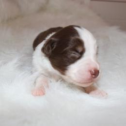 Boy 3 - Miniature Australian Shepherd puppy in Corydon, Indiana from Arbuckle’s Lookin Good Aussies (LGA)