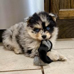 Luna - Merle female Pomsky puppy in Raymondville, Missouri from Pampered Pomskies