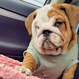 Bulldogs and French Bulldogs from Shameless Bulldogs LLC