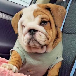 Bulldogs and French Bulldogs from Shameless Bulldogs LLC