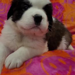 Girl 5 - Brown and white Saint Bernard puppy in Brandon, South Dakota from Split Rock Saints