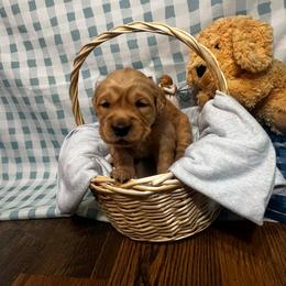 Jamaica - Golden female Golden Retriever puppy in Sandy, Oregon from Treasured K-9s
