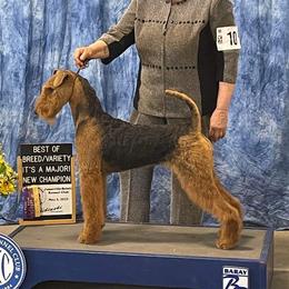 Maylin - Airedale Terrier