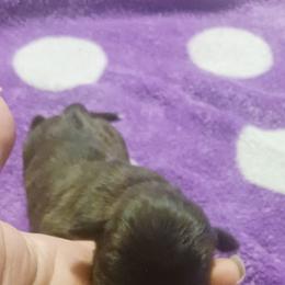 Girl 3 - Brindle female Boxer puppy in Shelbyville, Tennessee from Layne's Boxers