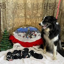 Border Collie Puppies from Jackson’s Family Farm