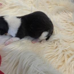Red male - Black and tan male Pembroke Welsh Corgi puppy in Wayne City, Illinois from Lash Livestock & Corgis
