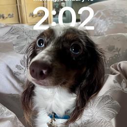 Lady - Dachshund