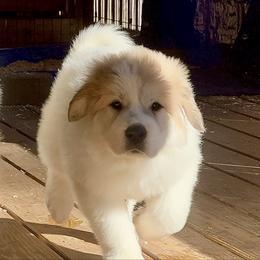 Nava - White and badger female Great Pyrenees puppy in Clarksville, Tennessee from Easter Acres