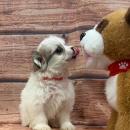 Lucy Malchi Girl - White and tan female Maltese puppy in Chariton, Iowa from Mia Lucky Home