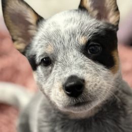 Sunshine - Blue female Australian Cattle Dog puppy in Escondido, California from Tin Roof Australian Cattle Dogs