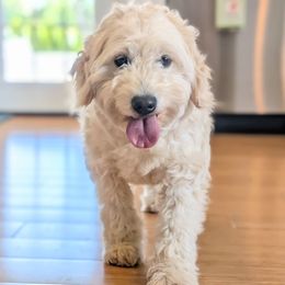 Koda - Goldendoodle