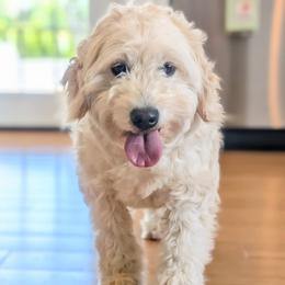 Koda - Goldendoodle