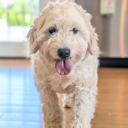 Koda - Goldendoodle