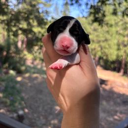 Rosemary - gray collar - Black and white female German Shorthaired Pointer puppy in Mokelumne Hill, California from Underhill GSP