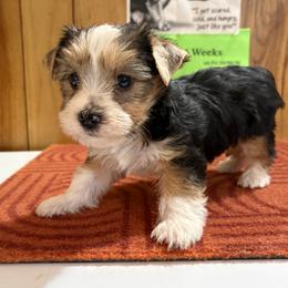 Boy 3 - Parti male Yorkshire Terrier puppy in Bear Creek, North Carolina from Yorkie Time