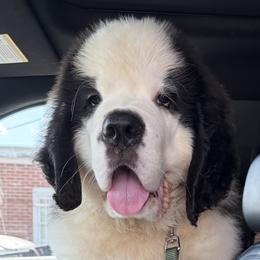 Saint Bernard Puppies from Magnolia Saint Bernards