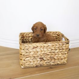 Goldendoodle, Irish Doodle, Labradoodle, and Poodle Puppies from Desert Doodles