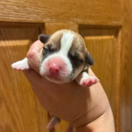 Tater - Red male Pembroke Welsh Corgi puppy in Delton, Michigan from CorGizmo