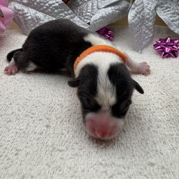 Tinsel - Black and tan female Pembroke Welsh Corgi puppy in Ruidoso, New Mexico from Ruidoso's Crowned Companions