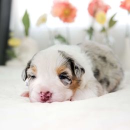 Lavender (Heavens 9 Lavender Meadow In Bloom) - Blue merle Australian Shepherd puppy in Fresno, California from Heaven's 9