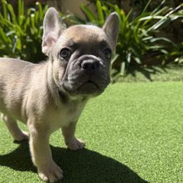 French Bulldogs from FrenchieOnTheGreen