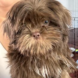 Chewbacca - Liver and white male Shih Tzu puppy in Azusa, California from RJ Shih Tzu lover