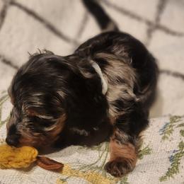 Dachshund Puppies from Darling Dachshunds