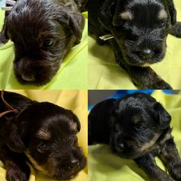 Miniature Schnauzer puppies from Behind the Beard Schnauzers