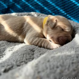 Boy 2 - Barrel Yellow collar - Golden male Golden Retriever puppy in Amherst, Virginia from Clearvu Kennels