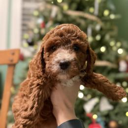 Labradoodle Puppies from California Double Doodles