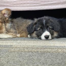 Pembroke Welsh Corgi Puppies from Big Sky Corgis