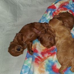 Cavapoo Puppies from Peach's Pittsburgh Cavapoos