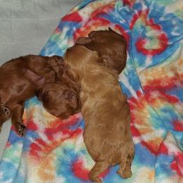 Cavapoo Puppies from Peach's Pittsburgh Cavapoos