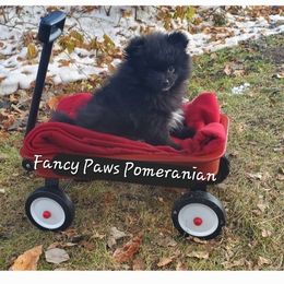 Pomeranian Puppies from Fancy Paws Pomeranian