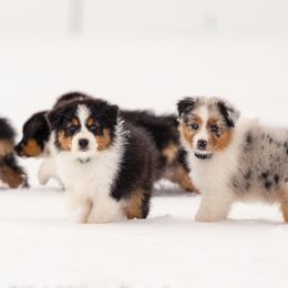 Australian Shepherd puppies from Lilyoaks Australian Shepherds
