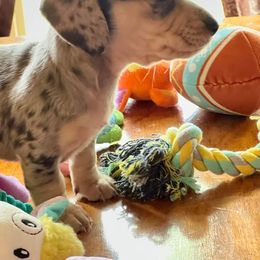 Dachshund Puppies from GypsyDox