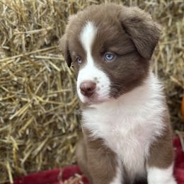 Baxter - Red & white Australian Shepherd puppy in Jeddo, Michigan from Blue Water Aussies
