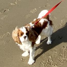 Kismet - Cavalier King Charles Spaniel