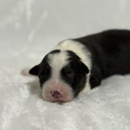 Bumblebee - Black tri-color male Australian Shepherd puppy in Touchet, Washington from Northwest Rainbow Aussies and Golden Retrievers