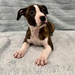 Red Brindle Male - Red brindle male American Pit Bull Terrier puppy in Nine Mile Falls, Washington from Bartin Kennels
