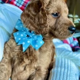 Goldendoodle Puppies from Loving Doodles