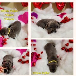 Cane Corso Puppies from Elite Empire Cane Corso
