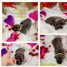 Cane Corso Puppies from Elite Empire Cane Corso